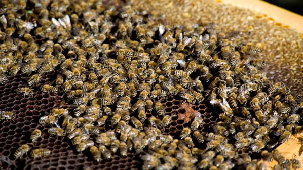 Мъж почина след ужилване от пчела