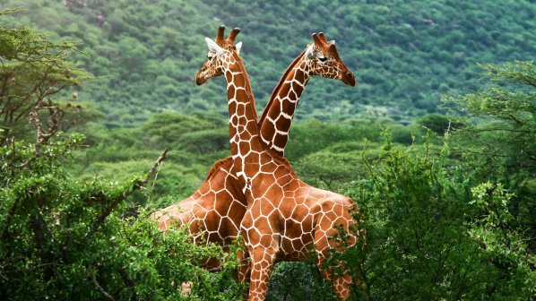 ЕС облекчи вноса на жирафи
