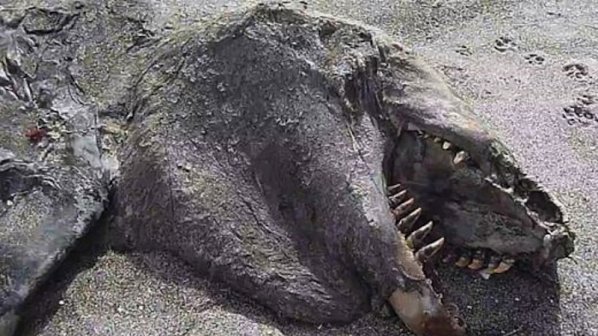Морско чудовище изхвърли океанът в Нова Зеландия (видео)