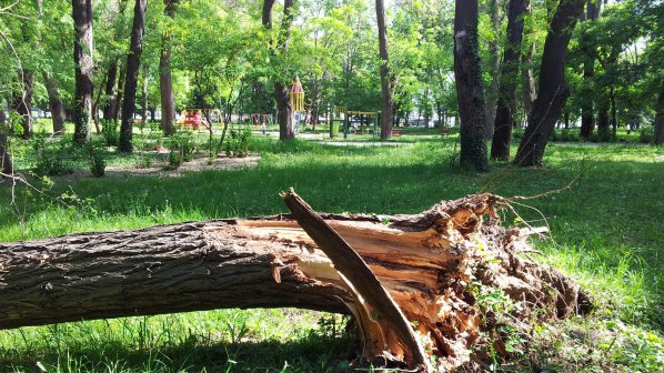 Вятърът изтръгна дърво във варненски парк (снимки)