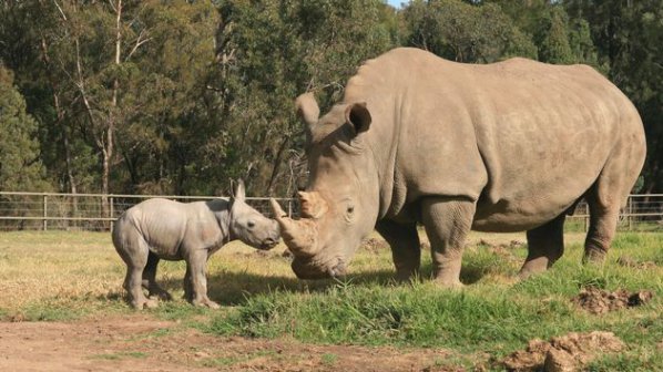 Австралийски зоопарк се радва на бял носорог