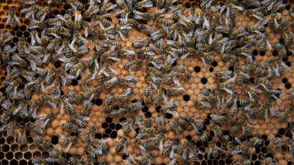 ЕК забрани три вредни за пчелите пестицида