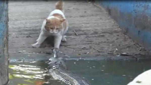 Котка се сби с крокодил (видео)