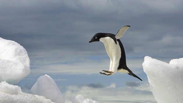 Откриха защо пингвините не могат да летят