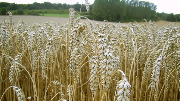 Пшеницата в Силистренско е в добро и много добро състояние