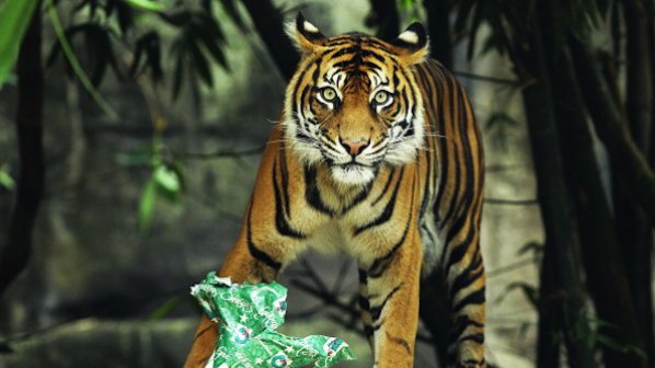 Тигър уби гледачка в зоопарк