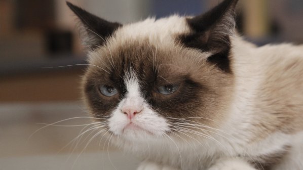 Grumpy Cat ще се снима във филм (снимки)