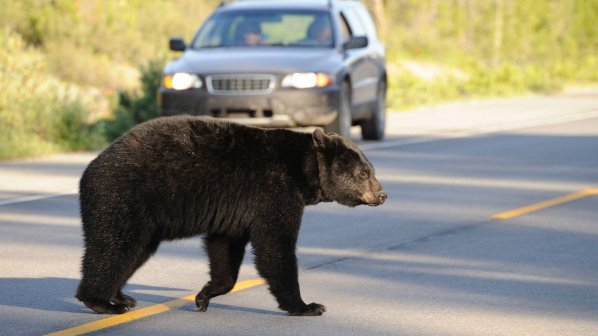 Кола блъсна мечка в Русия (видео)