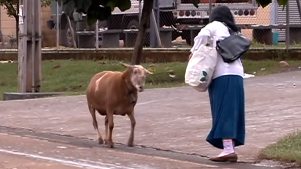 Бясна коза тероризира бразилци (видео)
