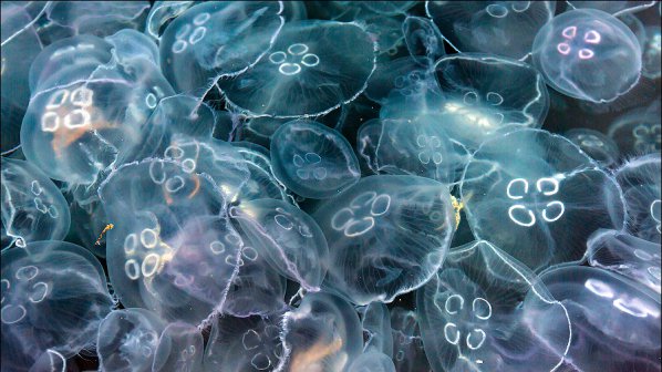 Нашествие на медузи в Черно и Средиземно море