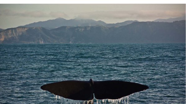 Неизвестна болест мори китове край бреговете на Патагония