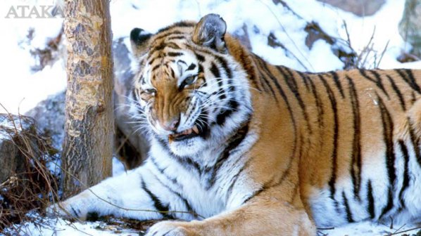 Тигри разкъсаха гледачка в зоопарк