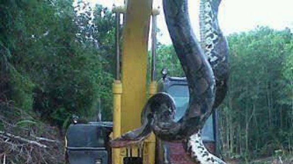 Уловиха змия-чудовище в Северна Калифорния