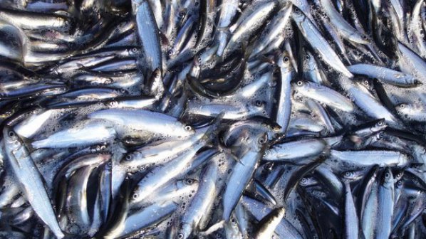 Иззеха половин тон незаконно уловена риба