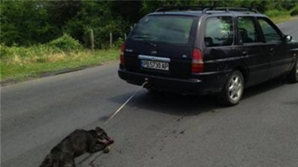 Наказват прокурор и полицаи заради влаченото с кола куче
