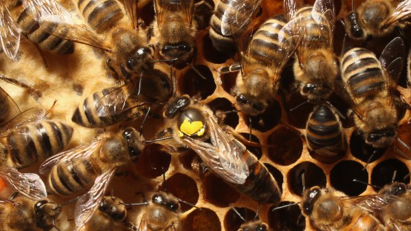 Пчели пратиха млад мъж в реанимация