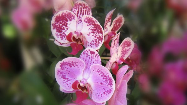 Митничари спряха 580 контрабандни орхидеи