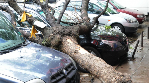 Паднало дърво затисна жена в колата й в Пазарджик