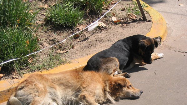 Бездомни кучета спасиха момиче от педофил