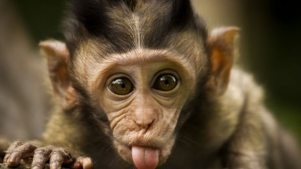 Маймуните също си падат по социалните мрежи