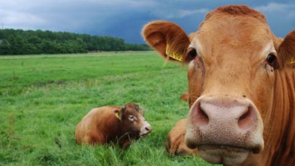 Няма да намаляват субсидиите на животновъдите