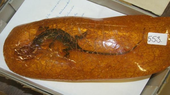 Откриха нов вид гущер в парче кехлибар