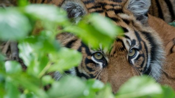 Петима индонезийци прекараха 3 дни на дърво, обкръжени от тигри
