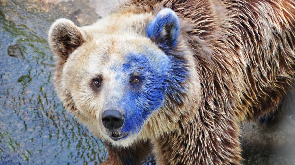 Варненци бесни заради боядисаната от хлапак мечка