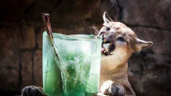 Във Виенския зоопарк разхлаждат обитателите с ледени близалки