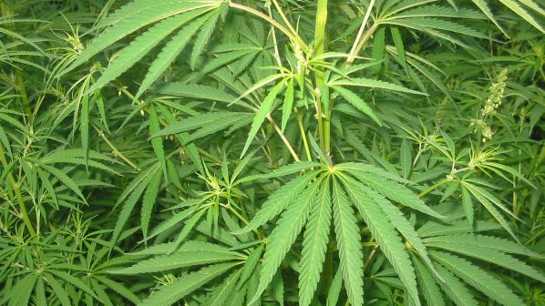 Уругвай въвежда държавен монопол върху марихуаната