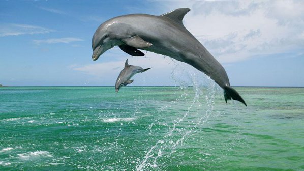 Делфините помнят много по-дълго от слоновете