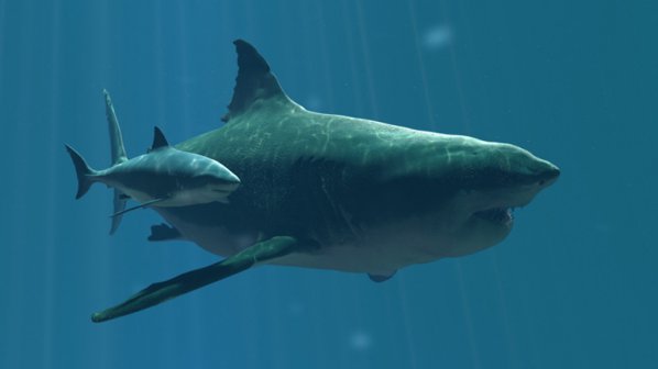 Кръвожадна праисторическа акула плува на свобода? (видео)