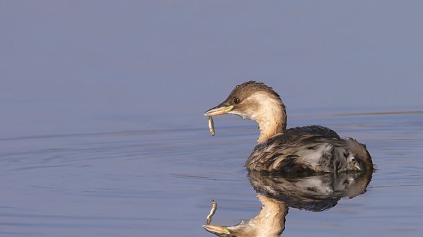 Защитени видове птици загинаха в бракониерски мрежи край Бургас