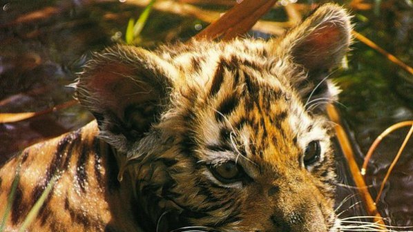 Зоопаркът в Пазарджик вече си има тигър