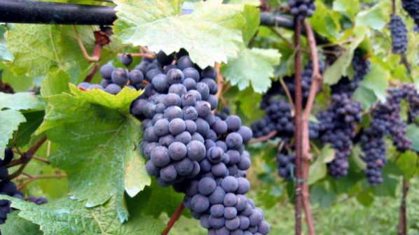 Виното вече ще може да се прави не само от грозде