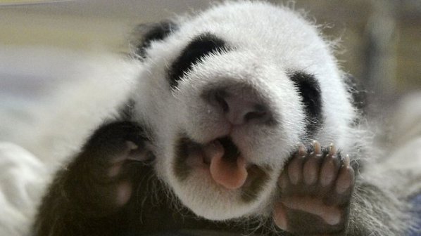 Бебе панда радва всички в зоопарка в Мадрид