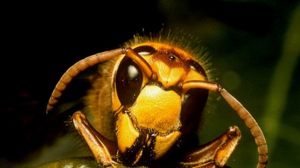 Бум на ужилени от стършели, оси и пчели