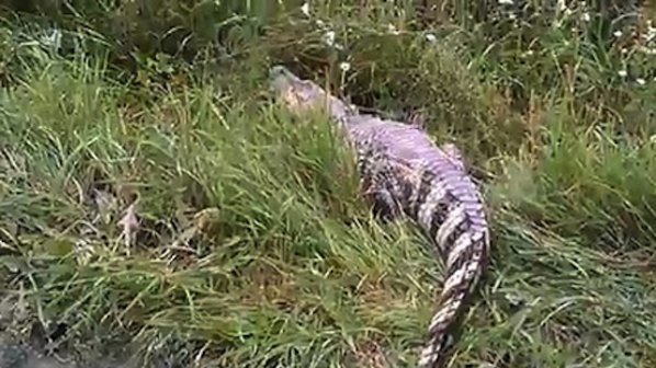 Крокодил се разхожда в центъра на Екатеринбург (видео)