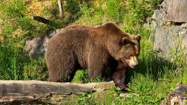 Туристи пребиха мечка в природен парк