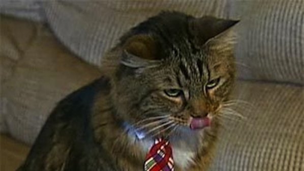 Котка-кмет бе нападната от куче в Аляска