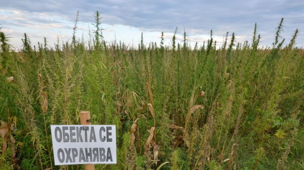 Садят свободно канабис в Добричко (снимка)