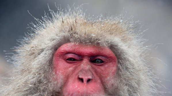 280 души преследват маймуна в японски град, била с лош характер