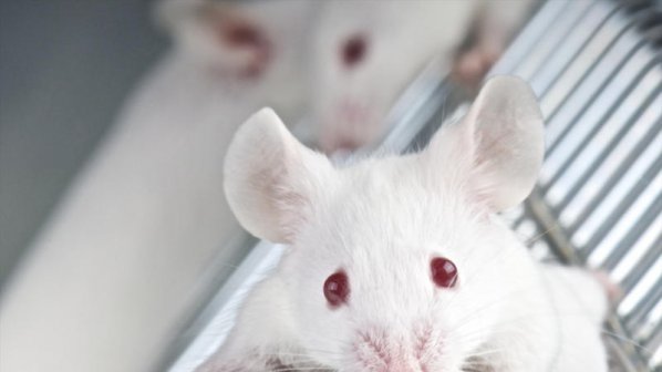 Отгледали стволови клетки в тялото на жива мишка