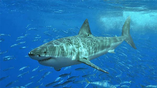 Зачестилите нападения на акули намериха обяснение