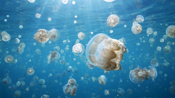 Нашествие от медузи по Черноморието ни