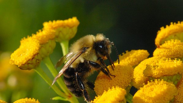 Пчеларите губят 1,7 млн. лв.