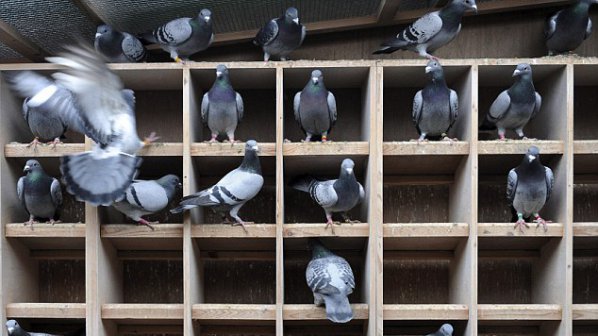 Китай задържа най-скъпия гълъб в света