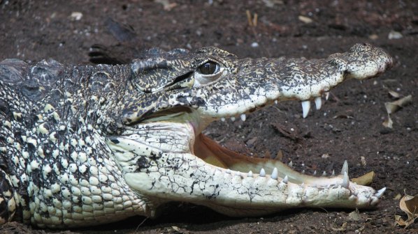 Крадец крие крокодили