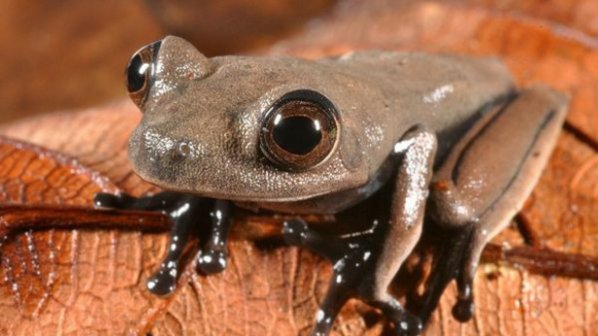 Откриха 60 нови биологични видове в джунглите на Суринам