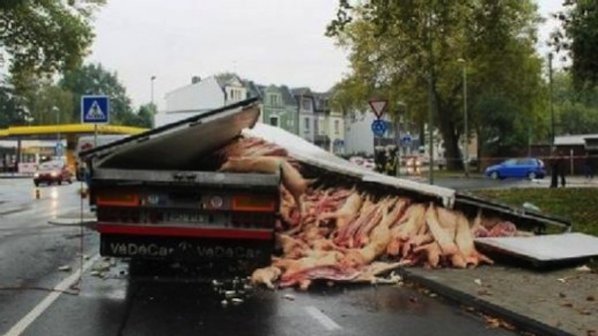 Български камион заля Дуисбург с мъртви прасета